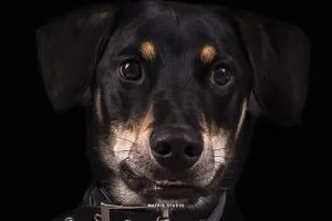 Shooting photo pour votre chien